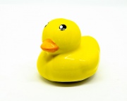 duck2